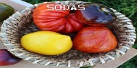 Sodas